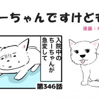 ちーちゃんですけどもっ【第346話】「たくさんありがとうございます」