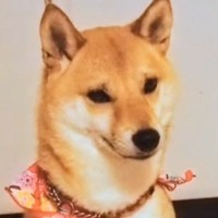 『100円で売れ残っていた犬』との物語に涙　他のワンコをお迎えする予定が…偶然の『巡りあわせ』と『12年後の現在』が話題「泣けてきた」