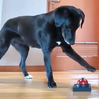 『チーン』とベルを鳴らせば、仕事中のパパが出てくると気付いた大型犬→完全に使いこなしてしまう光景が39万再生「人間の子どもか、それ以上」