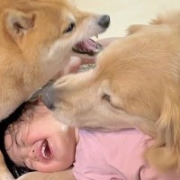 1歳の女の子が『遊んでいる2匹の犬に割り込んだ』結果→犬が『危ない』と察して…『まさかの行動』が22万再生「母性愛」「言葉理解してる」