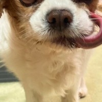 『悪い顔選手権優勝まである』犬の顔を撮影してみた結果→『とんでもなく悪い表情』が想像以上だと1万いいね集まる「洋画の悪い上官で草」