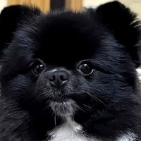 『外国人の方に食べ物に例えられ…』犬の写真をSNSにアップ→あまりにも的確な『表現』が面白すぎると940万表示「秀逸」「ユーモアがｗｗ」