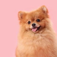 犬が『尊敬している人』にしかみせないサイン5選　リスペクトされるためのポイントまで