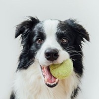 犬が『遊ぼう』と言っているときの仕草や行動5つ　飼い主を誘っているサインや正しい対応まで
