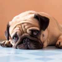 犬に悲しい思いをさせる『タブー行為』5選　避けるべき行動や飼い主がすべき心のケアまで