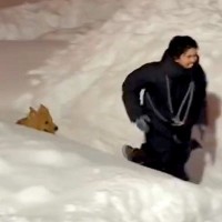 北海道の豪雪で交通網も麻痺している最中、男性と大型犬が…『全力で楽しんでいる光景』が素敵すぎると628万再生「良いコンビ」「兄弟みたい」