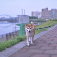 犬の『散歩コース』は毎日変えるべき？いつもと同じがいいの？愛犬を満足させるコツまで