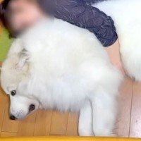 超大型犬が『家族に愛され過ぎた』結果→『まさかの役割』が羨ましすぎると601万再生の大反響「ほんと人間みたい」「安心なんだね」と絶賛続々