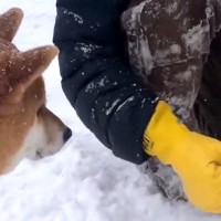 休憩中の『除雪作業員』→犬が雪に埋もれた草を食べようとしていたら…まさかの『神対応』が12万再生「在庫ｗｗ」「サービス精神旺盛」と絶賛