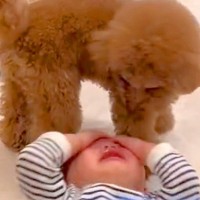 男の子が大号泣していたら、犬が心配をして…あまりにも尊い『見守り』をする光景に感動の声「いい相棒」「前世は兄弟かな」「信頼関係すごい」