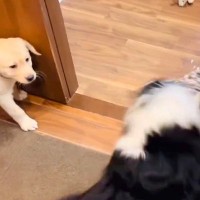 大型犬たちの激しい綱引きで、子犬が巻き込まれそうになり…思わずキュンとする『ヒーロー登場の瞬間』が27万表示「なんて頼もしい」「泣ける」