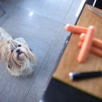 犬が『人間の食べ物を欲しがる』理由4つ　執拗に要求してくるときの対処法まで
