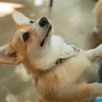 犬が『飼い主との再会』を嬉しがる理由4選　大喜びしているときに見せる仕草や行動とは？