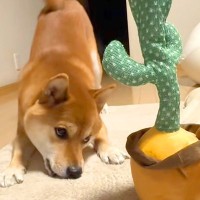 『声真似してくるサボテン』を柴犬に与えてみた結果→まさかの『ブチギレてしまう光景』が可愛いと話題「八つ当たりｗｗ」「かわいい」