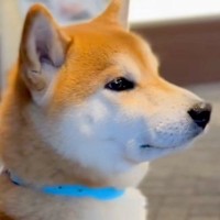 帰ってくるパパを道端で待つ犬→通り過ぎる人が『パパじゃないか』を確認して…ハチ公のような『お迎えの光景』に反響「かわいい横顔」「忠犬や」