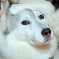 子猫の面倒を見るシベリアンハスキー→完全に距離感がバグっている光景が53万再生「愛が強すぎるｗ」「犬が何コレって顔してて草」と爆笑の声