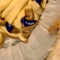 小さな子犬のために『ベッド』を用意した結果…思っているのと違う『まさかの寝方』が127万再生「隙間にフィットｗｗ」「仕草たまらない」