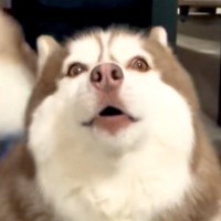 『お留守番さみしい』と大型犬が訴えてきたので、職場まで連れてきた結果…理不尽な光景が27万再生「どうしろと？ｗ」「わがままで可愛い」