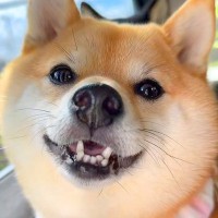 『車でお出かけだ！』とテンションMAXな犬→実は『病院』で…わかりやすい『態度の豹変』がSNSで話題に「必死さたまらん」「思わず笑った」