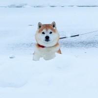 大寒波の日、空港までお母さんを迎えにきた犬→大雪の中で気が付いた瞬間…とんでもなく尊い反応が9万再生「喜びが爆発してるw」「愛を感じる」