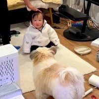 赤ちゃんに触ろうとすると、犬がすぐさま駆けつけて…『過保護すぎる光景』が尊いと54万再生「可愛すぎる護衛」「機敏なSPｗｗ」「頼もしい」