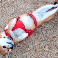 『繰り返します、ドッグランです』→ツッコミどころが多すぎる『犬の過ごし方』がXで話題「ビキニ着てるんかとｗｗ」「予想外な脚の長さ」と爆笑