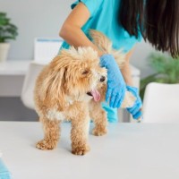 犬がしていたら『危険な歩き方』５選　見逃したくない病気の症状とは？