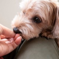 犬が頼りないと感じる『飼い主のタブー行為』５選　愛犬からの信頼を得るためにすべきこととは？
