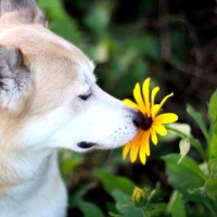 犬が好む『臭いもの』５選　どんなニオイに魅力を感じるの？衛生面は大丈夫？