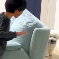 男の子のスマホを奪って逃走する犬→取り返そうとしたら…『まさかの攻防戦』を繰り広げる光景が71万再生「楽しそう」「逃げ方が賢いｗ」と絶賛