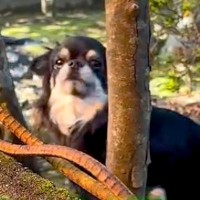 庭で遊んでいる犬が『2日ぶりのお姉ちゃんの帰宅』に気付いた瞬間…喜びに溢れた『熱烈歓迎』が14万再生「可愛すぎ悶えた」「シッポブンブン」