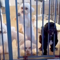 トリミングサロンへ２匹の犬をお迎えに→店員さんがゲートを開けた瞬間…まるでコントのような『悲劇』が80万再生「可愛いｗｗｗ」「爆笑ｗｗ」