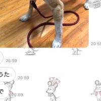 突然、母からのLINEで『山で犬を拾った』と連絡があり…想定外すぎる『まさかの展開』が112万再生「幸せそうで良かった」「馴染んでて草」