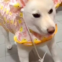 雨の日の散歩のため、犬に『カッパ』を着せた結果→頭が…思っていたのと違う『着方』が39万再生「パーマ中のおかんｗｗ」「七福神で草」と爆笑