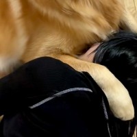 娘が『一番大事な帽子』を無くしたので、叱った結果→説教中に大型犬が庇って…許すしかない『表情』が6万再生「怒れないｗｗ」「歯がｗ」