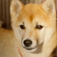44年前、使い捨てカメラで撮影された犬→AI技術によって…まるで『再会を果たしたかのような光景』が20万再生「涙が出た」「すごい時代」