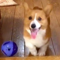 『おもちゃにご飯に飼い主さんに…』やりたいことが多すぎる子犬→すべてが『中途半端』な光景が189万再生「忙しいｗｗｗ」「情報量多くて草」
