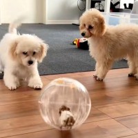 ハムスターを部屋の中でお散歩させた結果→2匹の犬が興味津々になり…『可愛すぎる大冒険』の一部始終が18万再生「未知との遭遇」「楽しそう」