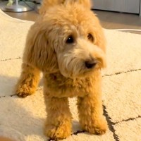 初めて『人間のおへそ』を見た犬→ビビっていたので、お腹を動かしたら…思わず笑う光景が93万再生「犬生1週目ｗｗ」「おもろすぎる」と爆笑