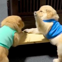 『世界一かわいい兄弟喧嘩』子犬が寝床を探していたら、他の子犬に絡まれて…とんでもなく尊い『争い』が84万再生「犬パンチ最高」「たまらん」