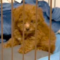 注射後、普段吠えない犬が激怒→心配になり病院へ連れて行ったら⋯『まさかの診断結果』に41万再生の反響「可愛すぎて笑った」「吹いたｗ」