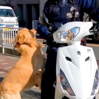 大型犬の散歩中『バイクに乗った警察官』と遭遇→微笑ましすぎる『まさかの対応』が35万再生「大好きが溢れてる」「なんて素敵な関係」と絶賛