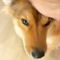 パパが帰ってきても無表情な保護犬→ママが帰ってくると…？あまりにも『温度差が激しすぎる光景』が話題「なんでやｗｗ」「ママラブなのね」