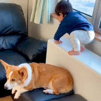 1歳の男の子が段差を降りようとした結果→見守っていた犬が…まるでお兄ちゃんのような『賢すぎる行動』が226万再生「頼れる兄貴」「偉い」