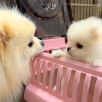 生まれて60日の『極小ポメラニアン』を飼った結果→家に迎えて初日の様子が『尊すぎる』と10万再生「天使が舞い降りた」「癒しをありがとう」