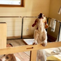 犬が『飼い主に依存している』サイン4選　ひとりの時間もストレスなく過ごすための対処法まで