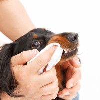 犬のニオイを抑えるための『適切なお手入れ』5選　なぜ臭くなってしまうの？