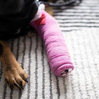 犬が『骨折』したときにかかる費用とは？どんな治療が必要なの？未然に防ぐ方法まで