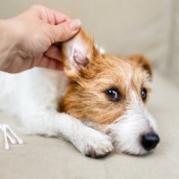 犬から『変なニオイ』がする理由6つ　主な原因や病気の可能性まで解説