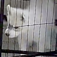 ケージにいるはずの子犬が、なぜか目の前にいて…録画に残っていた『衝撃の光景』が182万表示「犯人特定されてて草」「兄弟の絆ｗｗ」と絶賛